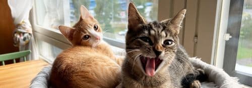 Kissojen ruoka- ja tarvikekustannukset