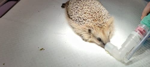 Erityistä hoitoa vaativat eläimet