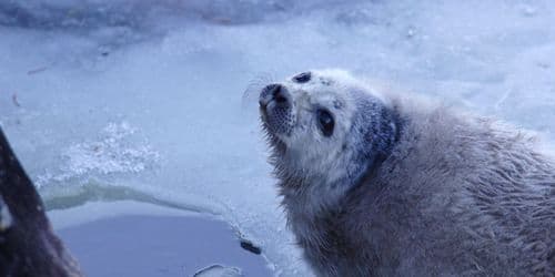 Uhanalainen saimaannorppa