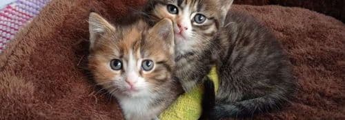 Kissojen terveyskustannukset