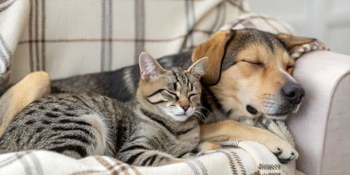 Yleislahjoitus eläinsuojelutyöhön