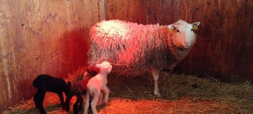 Apua tuotanto- ja harraste-eläimille