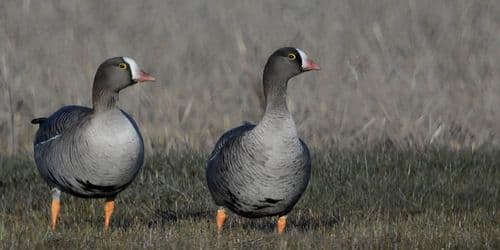 Suomen luonnon uhanalaiset lajit