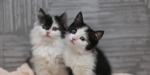 Kissojen ja koirien hoitokustannukset