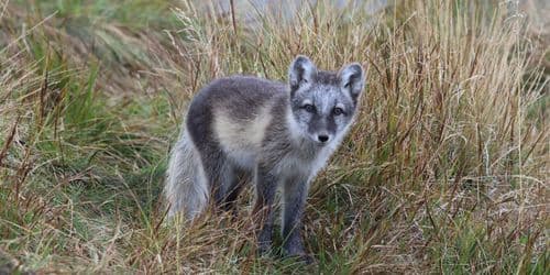 Tunturiluonto ja uhanalainen naali